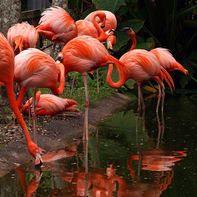 Flamingos standing on the shore of a lake with a building in the background